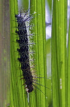 Butterfly caterpillar with poisonous spines, Andes, Ecuador