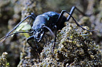 Tiger Beetle (Pseudoxycheila sp), Andes, Ecuador