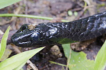 Large-scaled Black Tree Snake (Chironius grandisquamis) with injury, Andes, Ecuador