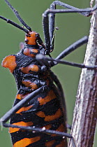 Assassin Bug (Heza sp) with aposematic coloration, Andes, Ecuador