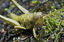 Meadow Grasshopper (Chorthippus parallelus), Andes, Ecuador