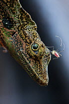 Equatorial Anole (Anolis aequatorialis) with a bloodsucking insect on its head, Andes, Ecuador