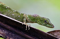 O'Shaughnessy's Anole (Anolis gemmosus) female with a tumor, Andes, Ecuador