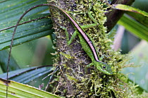 O'Shaughnessy's Anole (Anolis gemmosus) female, Andes, Ecuador