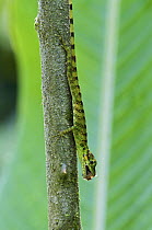 O'Shaughnessy's Anole (Anolis gemmosus) male eating, Andes, Ecuador