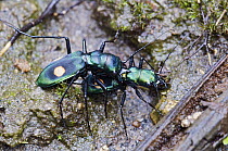 Tiger Beetle (Pseudoxycheila tarsalis) couple mating, Andes, Ecuador
