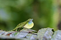 O'Shaughnessy's Anole (Anolis gemmosus) male in courtship, Andes, Ecuador