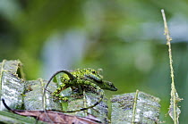 O'Shaughnessy's Anole (Anolis gemmosus) pair mating, Andes, Ecuador