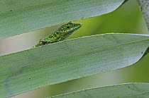 O'Shaughnessy's Anole (Anolis gemmosus) male, Andes, Ecuador