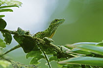 O'Shaughnessy's Anole (Anolis gemmosus) male, Andes, Ecuador