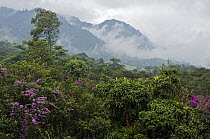 Cloud forest, Andes, Ecuador