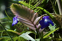 Bromeliad (Tillandsia sp) flower, Andes, Ecuador