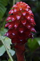 Bromeliad (Pitcairnia sp) red flower, Andes, Ecuador