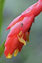 Bromeliad (Bromeliaceae) flower and spider, Andes, Ecuador