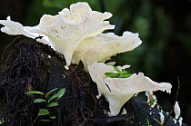 Fungus (Fungi) on a dead tree, Andes, Ecuador
