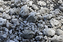 Krakatoa volcano pumice washed up on beach in May 2009, Ujung Kulon National Park, Sunda Strait, Indonesia