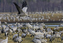 Common Crane (Grus grus) flock foraging, Lake Hornborga, Sweden