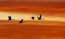 Common Crane (Grus grus) group flying, Lake Hornborga, Sweden