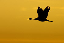 Common Crane (Grus grus) flying, Lake Hornborga, Sweden