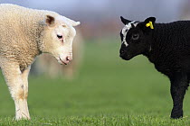 Domestic Sheep (Ovis aries) black and white lamb, Zeeland, Netherlands