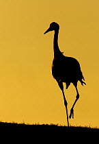Common Crane (Grus grus) walking, Lake Hornborga, Sweden