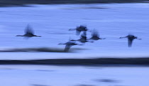 Common Crane (Grus grus) group flying, Lake Hornborga, Sweden