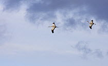 Common Crane (Grus grus) pair flying, Lake Hornborga, Sweden