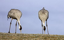 Common Crane (Grus grus) pair foraging, Lake Hornborga, Sweden