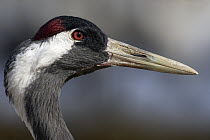Common Crane (Grus grus), Lake Hornborga, Sweden
