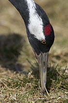 Common Crane (Grus grus) foraging, Lake Hornborga, Sweden