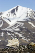 Rock Ptarmigan (Lagopus muta), Svalbard, Norway