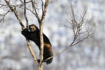 Wolverine (Gulo gulo) in tree, Norway