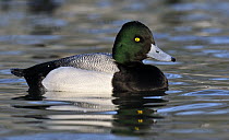 Greater Scaup (Aythya marila) male on the water, Friesland, Netherlands