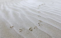 Sanderling (Calidris alba) tracks in the mud, Noord-Holland, Netherlands
