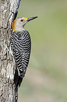 Golden-fronted Woodpecker (Melanerpes aurifrons), George West, Texas