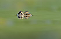 Southern Leopard Frog (Rana sphenocephala) in the water, George West, Texas
