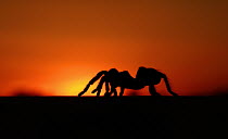 Texas Brown Tarantula (Aphonopelma hentzi) silhouetted against sunset, George West, Texas