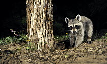 Raccoon (Procyon lotor) digging for grub, George West, Texas