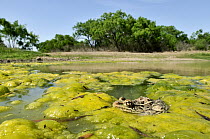 Southern Leopard Frog (Rana sphenocephala) in a pond amidst algae, George West, Texas