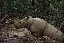Sumatran Rhinoceros (Dicerorhinus sumatrensis) male taking a mud bath, Way Kambas National Park, Sumatra, Indonesia