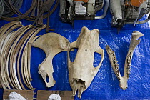 Sumatran Rhinoceros (Dicerorhinus sumatrensis) confiscated equipment and animal remains taken from poachers, Way Kambas National Park, Sumatra, Indonesia