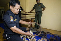 Rhino protection unit officer holding wire snare that poachers use to trap rhinos, Way Kambas National Park, Sumatra, Indonesia