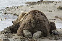 Grizzly Bear (Ursus arctos horribilis) resting on tidal flats, Katmai National Park, Alaska