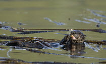 Sea Otter (Enhydra lutris) feeding on crab amid kelp, Kodiak, Alaska