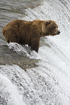 Grizzly Bear (Ursus arctos horribilis) female at top of Brooks Falls waiting for spawning salmon, Katmai National Park, Alaska