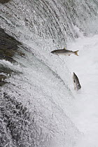 Sockeye Salmon (Oncorhynchus nerka) pair attempting to jump Brooks Falls, Katmai National Park, Alaska