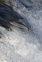 Sockeye Salmon (Oncorhynchus nerka) attempting to jump Brooks Falls, Katmai National Park, Alaska
