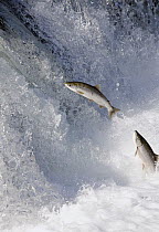 Sockeye Salmon (Oncorhynchus nerka) pair attempting to jump Brooks Falls, Katmai National Park, Alaska