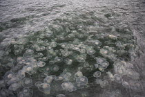 Moon Jelly (Aurelia aurita) group at water surface, Kinak Bay, Alaska