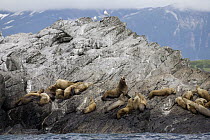 Steller's Sea Lion (Eumetopias jubatus) male and harem of females on rock, Shelikof Strait, Alaska